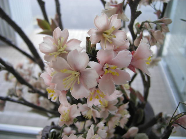 march-29-2008-plastic-flowers-nobeoka-6.jpg